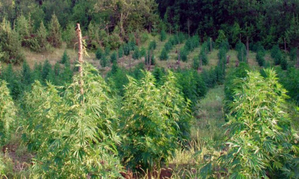 Σωρεία συλλήψεων για χασισοφυτείες σε όλη τη χώρα